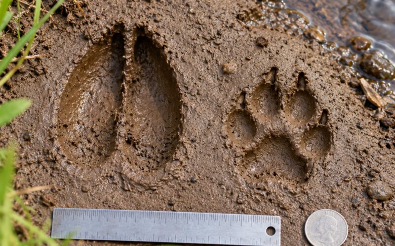 How to Identify Animal Tracks in Mud: 8 Steps (2026)