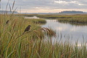 how to identify sparrows in a marsh