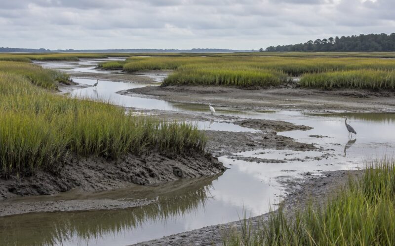 How Sea Level Rise Affects Coastal Marshes (October 2026)