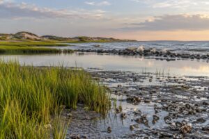 how living shorelines work instead of seawalls
