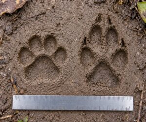 how to tell a bobcat track from a dog track