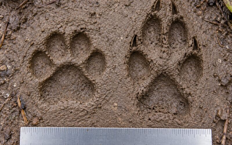 How to Tell a Bobcat Track from a Dog Track: 5 Signs 2026