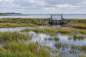 how impoundments are managed for ducks