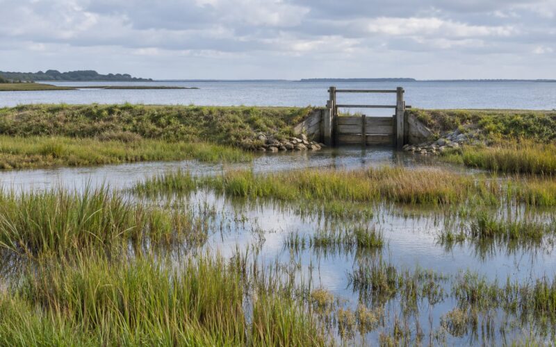 How Impoundments Are Managed for Ducks (2026) Guide