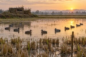 how to set a duck decoy spread in a rice field