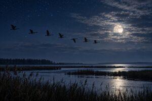 why some birds migrate at night