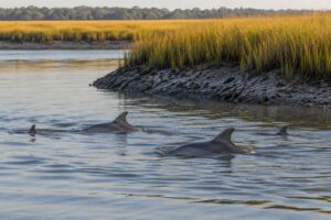 how to find dolphins feeding in a tidal creek