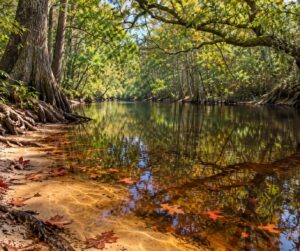why blackwater rivers look like tea