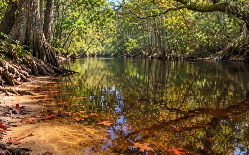 Why Blackwater Rivers Look Like Tea: The Science (2026)