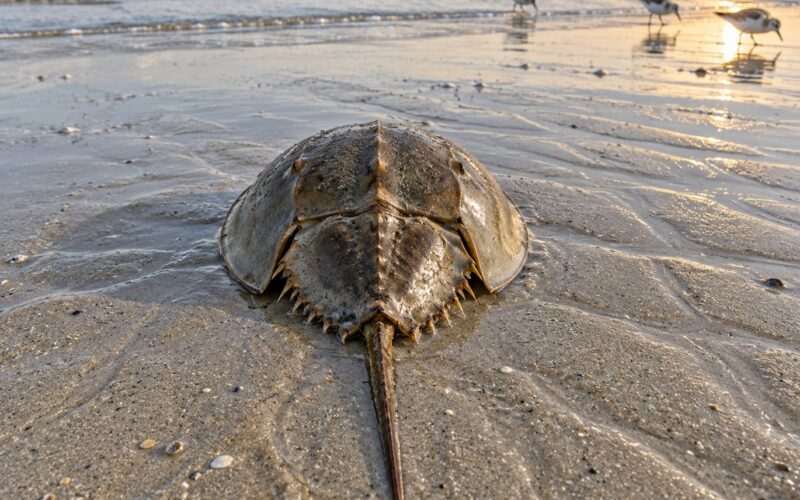 How to Identify a Horseshoe Crab and Why It Matters (October 2026)