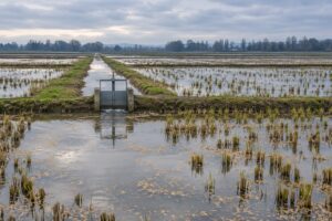 why landowners flood rice fields for waterfowl