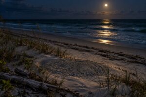how sea turtles nest on southeastern beaches