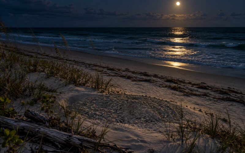 How Sea Turtles Nest on Southeastern Beaches: A 2026 Guide