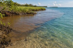how brackish water affects fish and plants