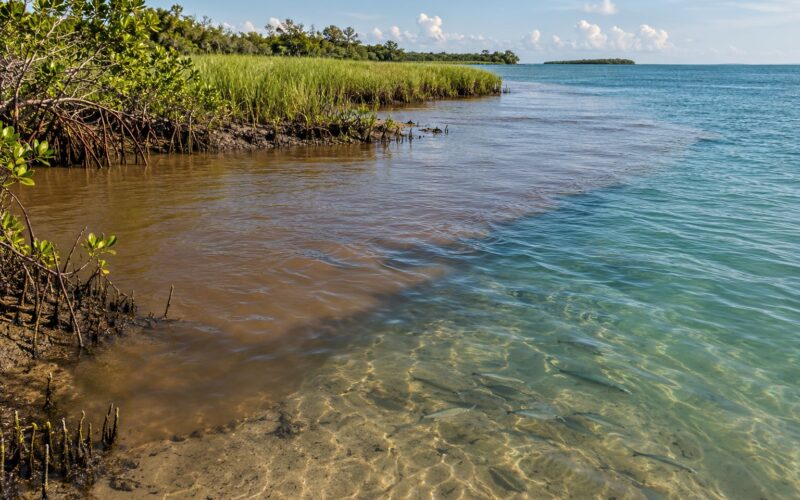 How Brackish Water Affects Fish and Plants in Estuaries 2026