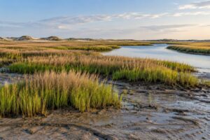 why cordgrass die off happens in marshes