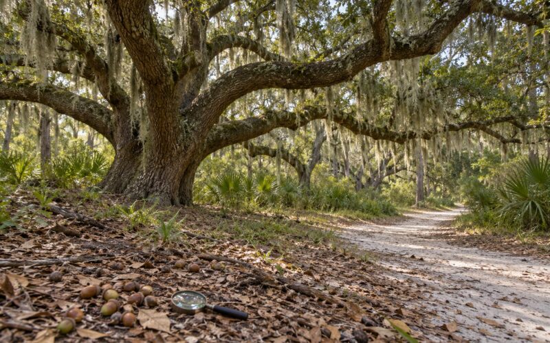 How to Identify a Live Oak From Other Oaks (2026)
