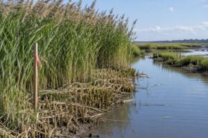 how to control phragmites in a wetland
