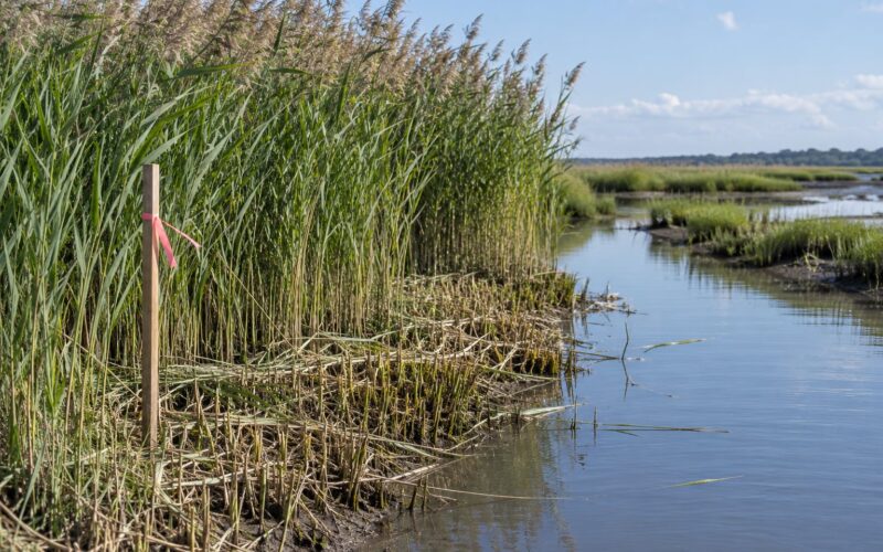 How to Control Phragmites in a Wetland: Safe Methods 2026
