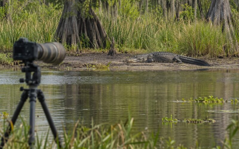 How to Photograph Alligators Safely: A 2026 Field Guide