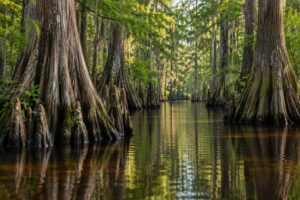 how cypress swamps form and why they matter