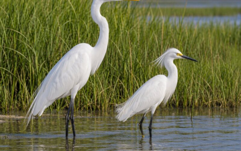 How to Tell a Great Egret From a Snowy Egret: 5 Field Clues 2026