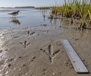 how to identify bird tracks on a mudflat
