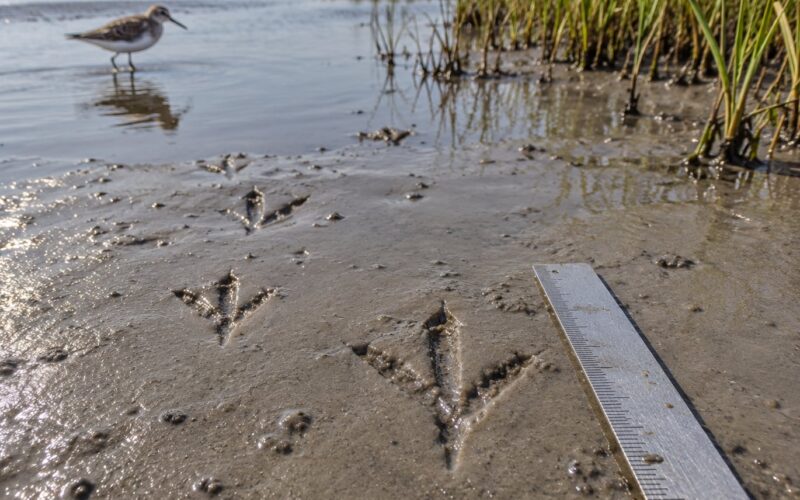 How to Identify Bird Tracks on a Mudflat (October 2026)