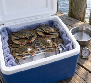 how to keep crabs alive until you cook them