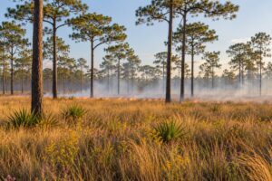 why longleaf pine forests are being restored