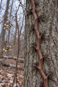how to identify poison ivy in winter