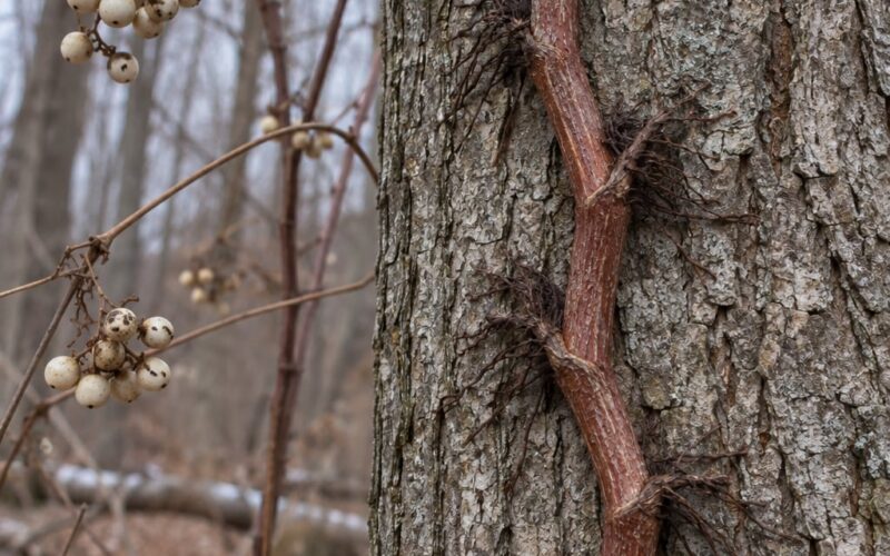How to Identify Poison Ivy in Winter: 5 Clues (2026)