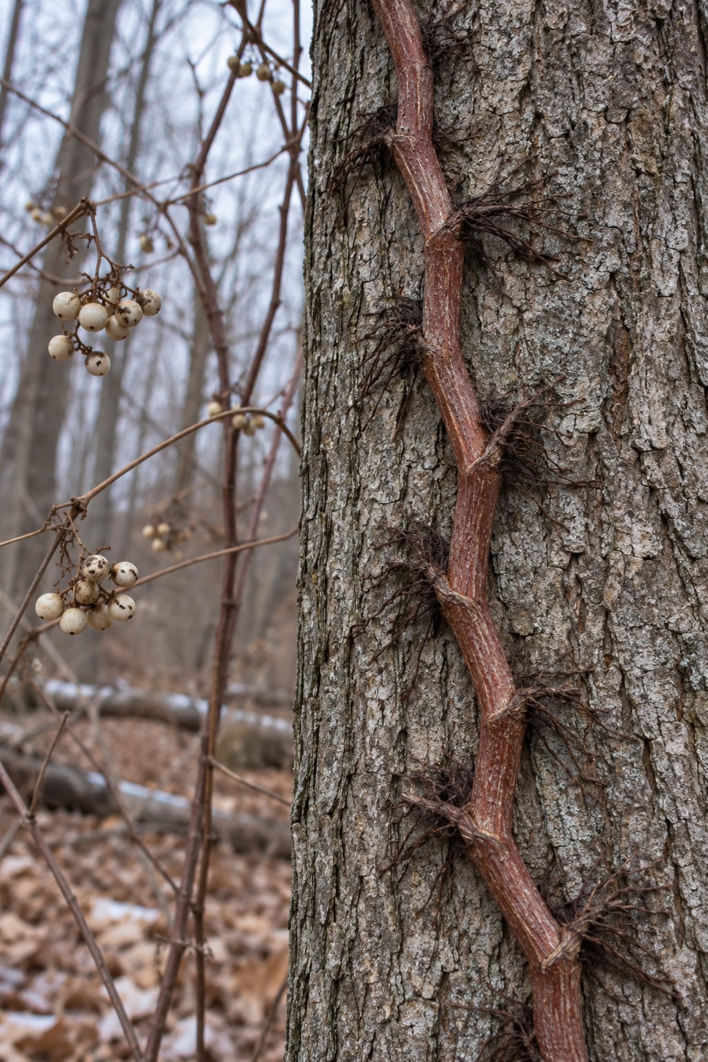 how to identify poison ivy in winter